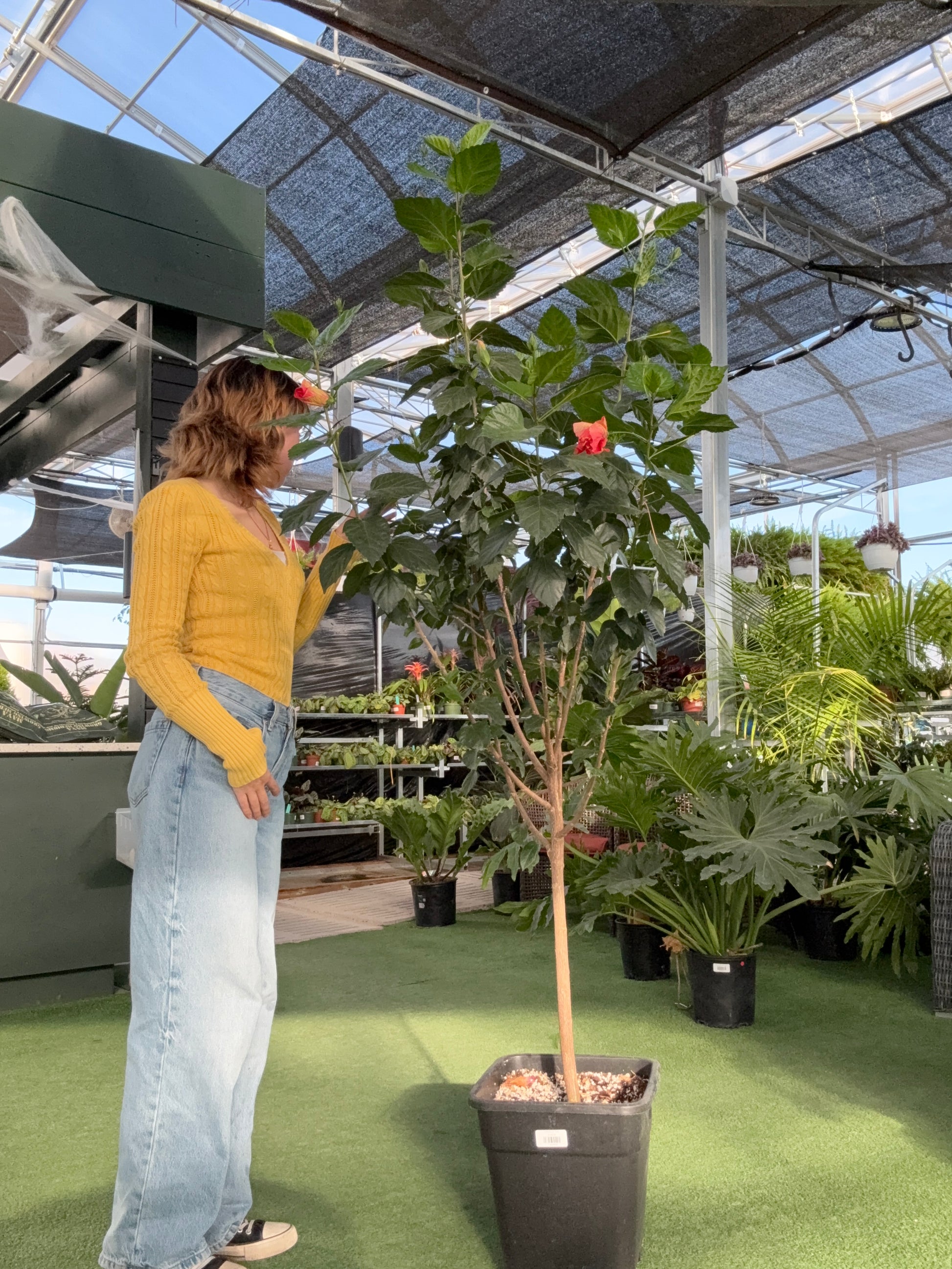 person standing looking at a potted Hibiscus Std plant in a greenhouse setting