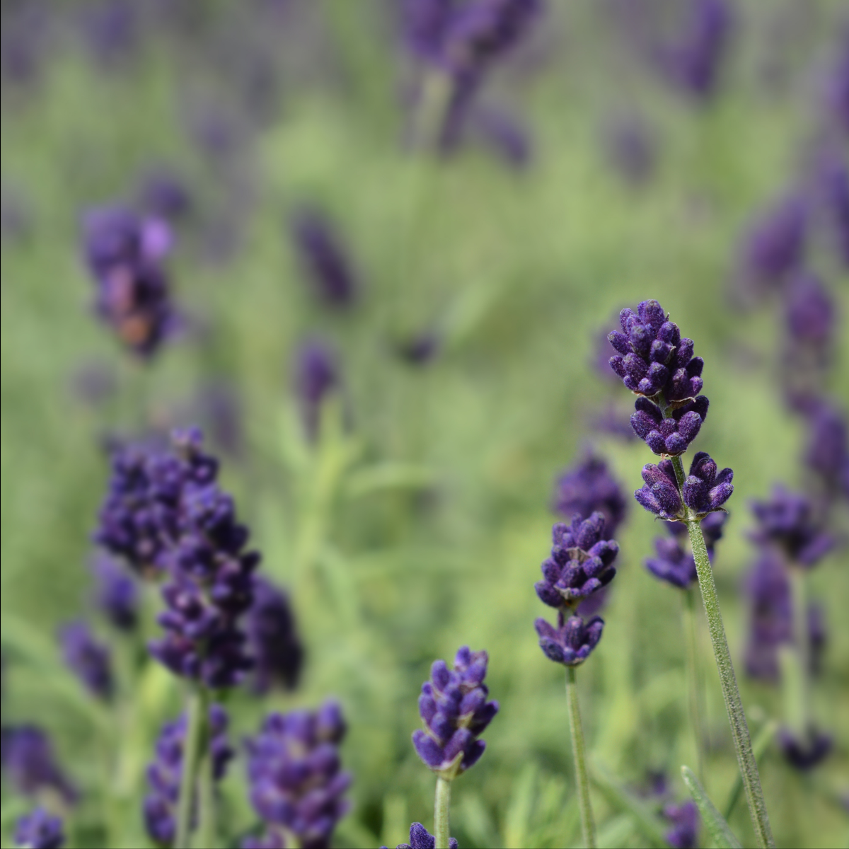 Close-up of purple hide=cote English lavender flower spikes on a green leafy plant, photographed in a soft-focus outdoor field.
