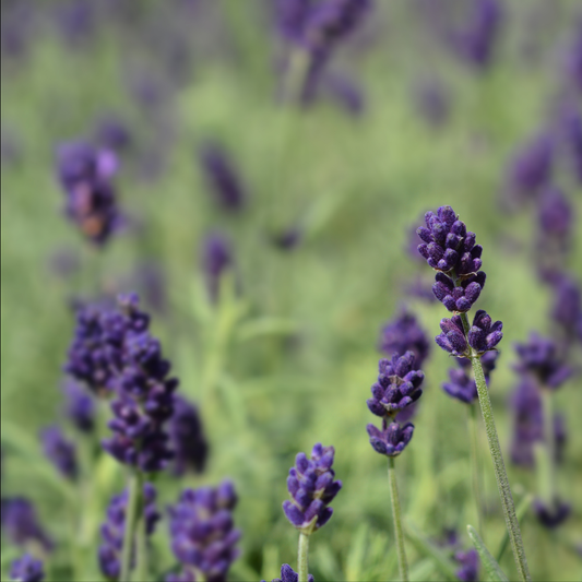 Close-up of purple hide=cote English lavender flower spikes on a green leafy plant, photographed in a soft-focus outdoor field.