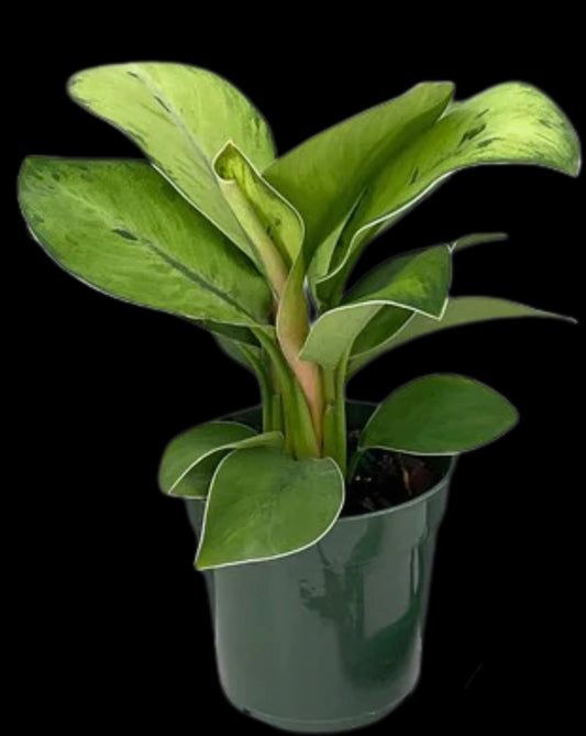 Potted plant with green leaves on a black background