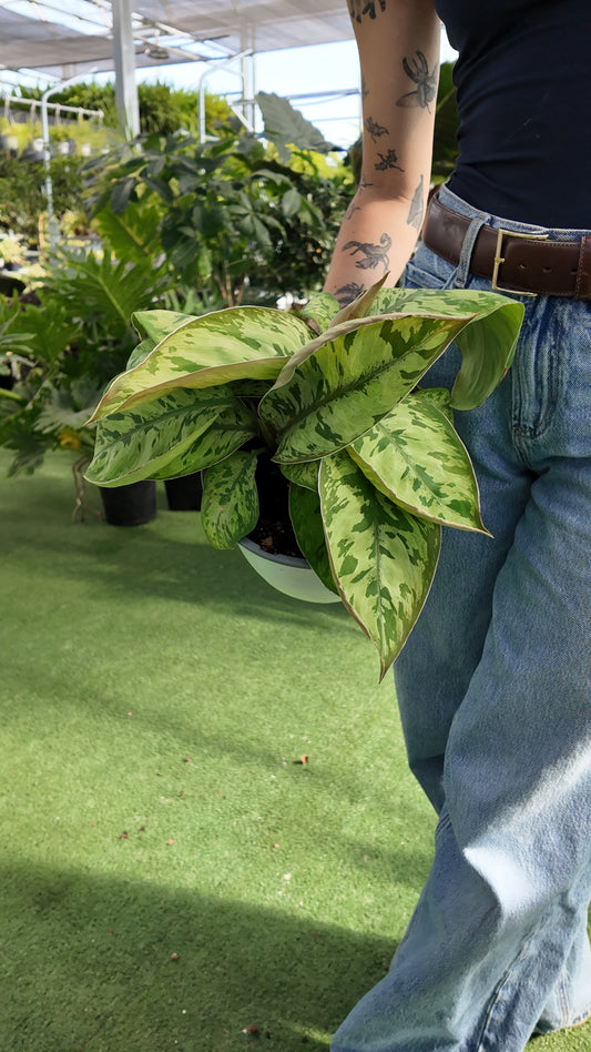 Person holding a potted Homalomena 'Selby' plant with green leaves in an outdoor setting