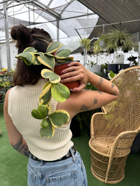 Person holding a potted Hoya Heart Variegated plant in an indoor setting with wicker furniture.