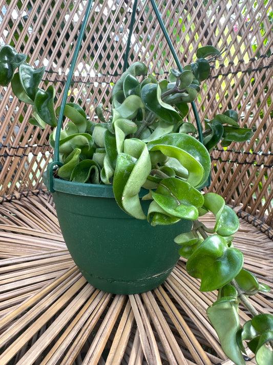 Green potted Hoya Hindu Rope plant hanging against a wicker chair background