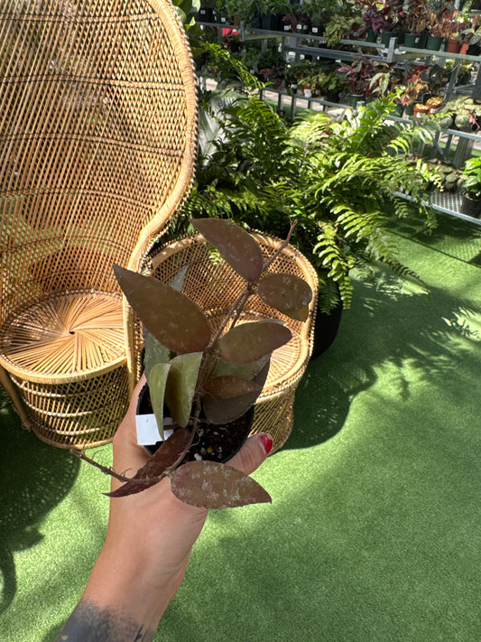 a person holding a Hoya 'Sunmatra' plant infant of wicker chairs