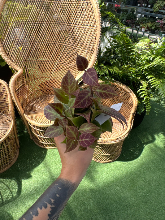 person holding a Hoya ‘Sunrise’ plant infant of wicker chairs
