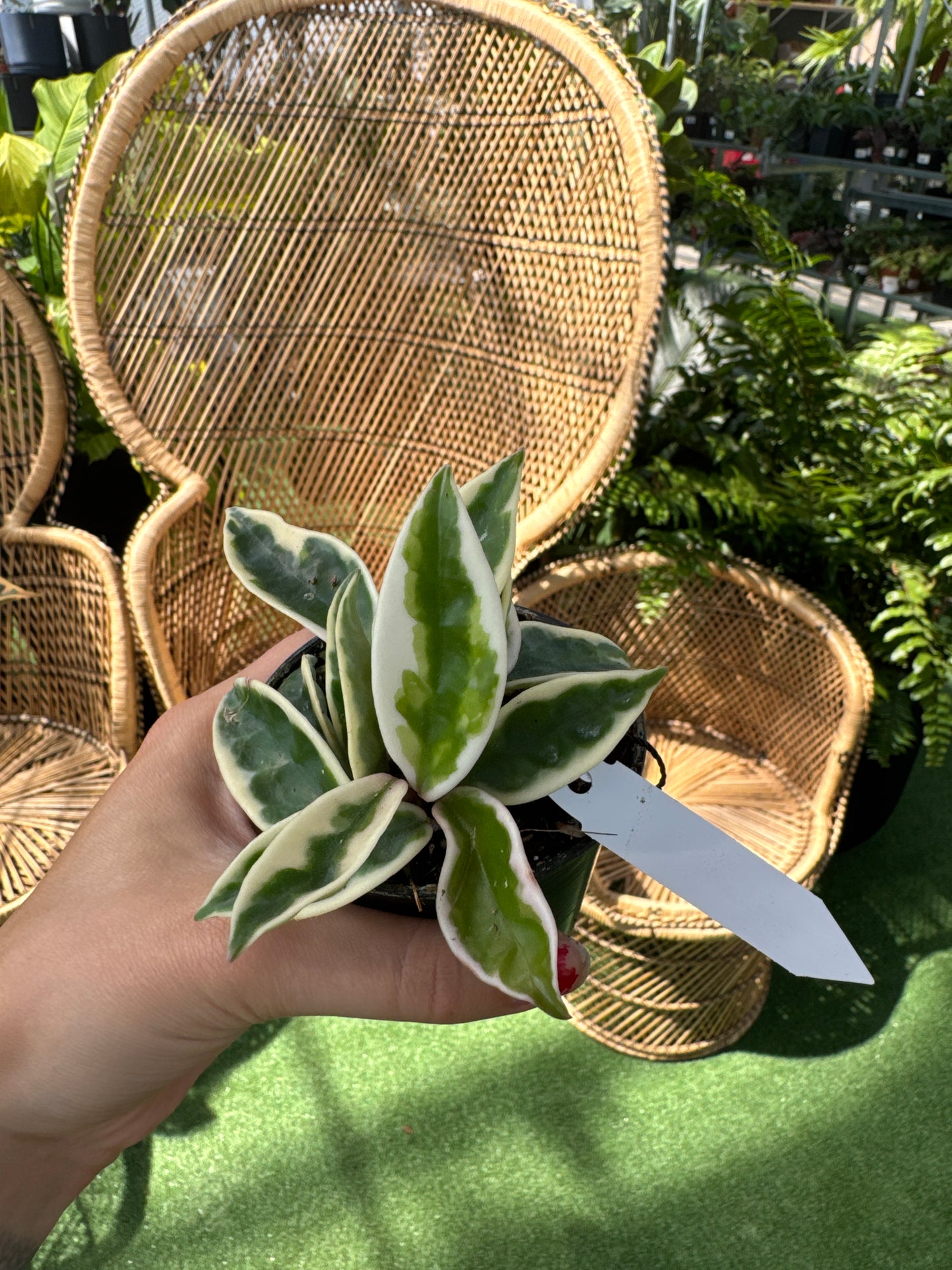person holding a Hoya ‘Suzie’ plant in front of wicker chairs