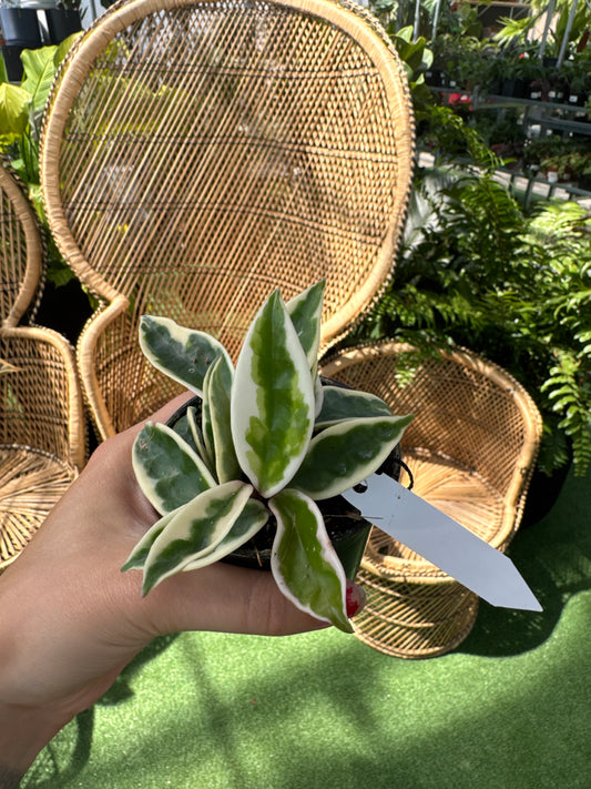 person holding a Hoya ‘Suzie’ plant in front of wicker chairs