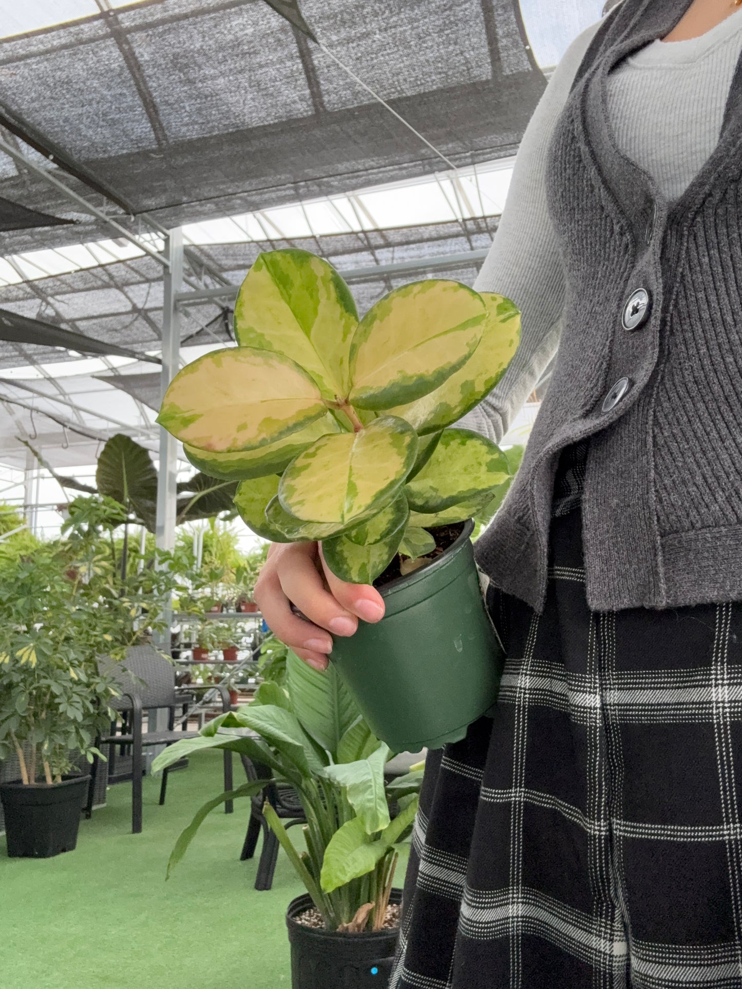 Person holding a potted Hoya australis 'Variegata' plant in a greenhouse setting