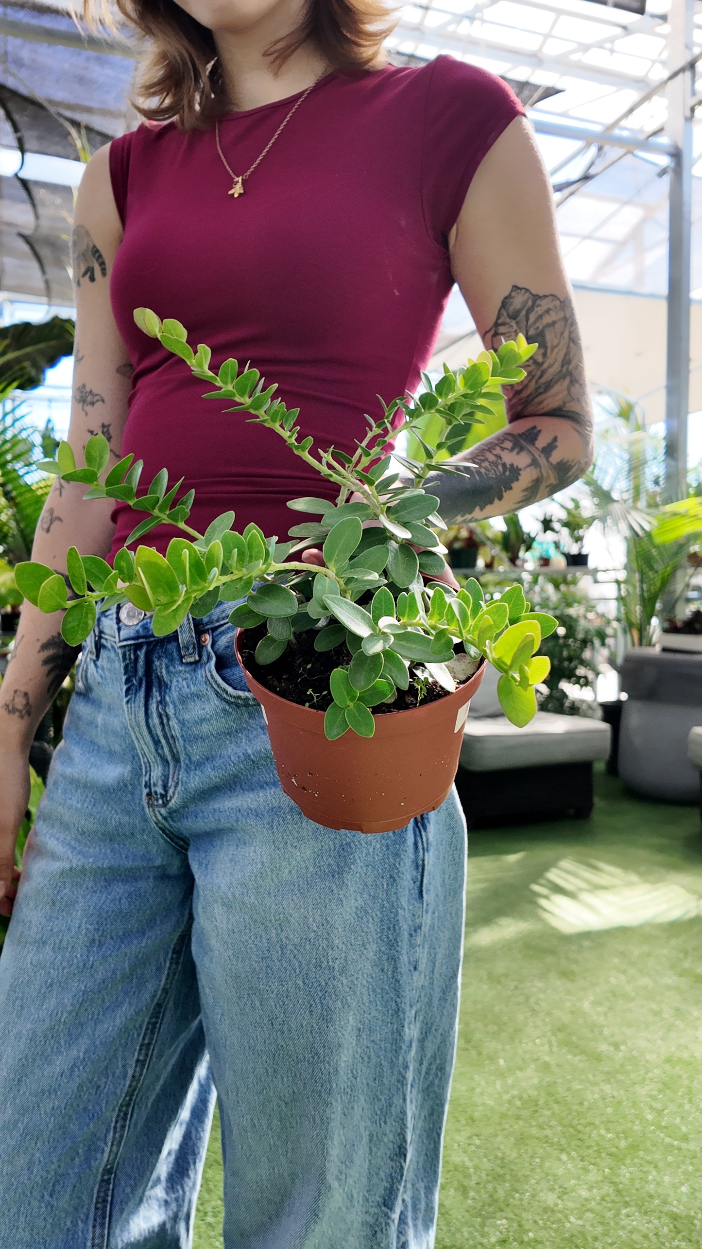 Person holding a potted Hoya cumingiana plant in an indoor setting