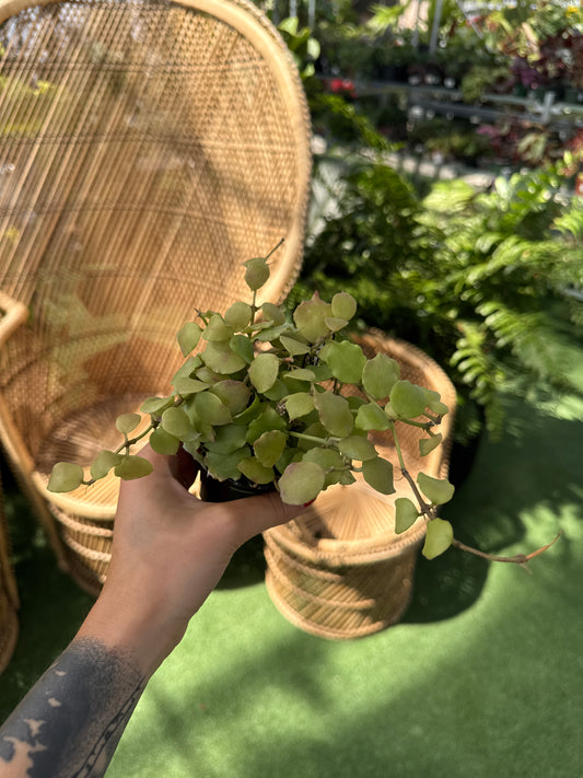 Hand holding a small Hoya endauensis  potted plant with wicker chairs in the background