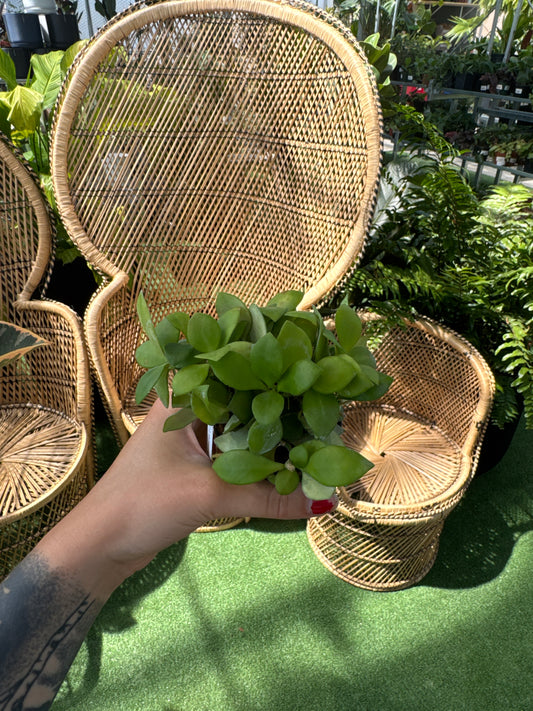 person holding a Hoya heuschkeliana 'Pink' plant in front of wicker chairs