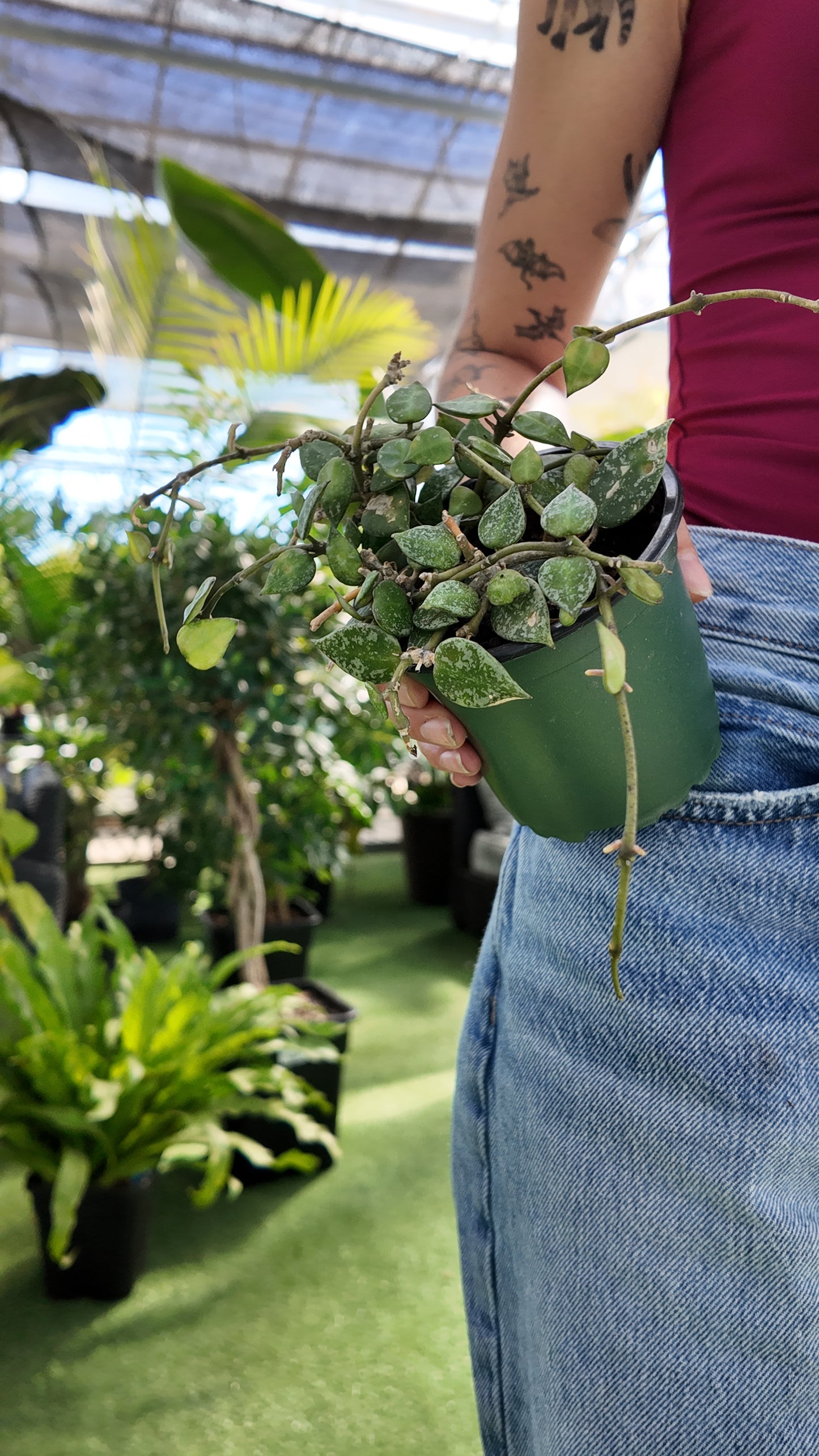 Person holding a small potted Hoya krohniana 'Splash' plant in an indoor setting with greenery.