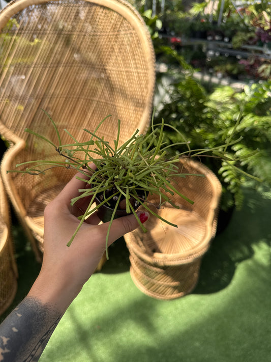 person holding a Hoya retusa plant infant of blurred background