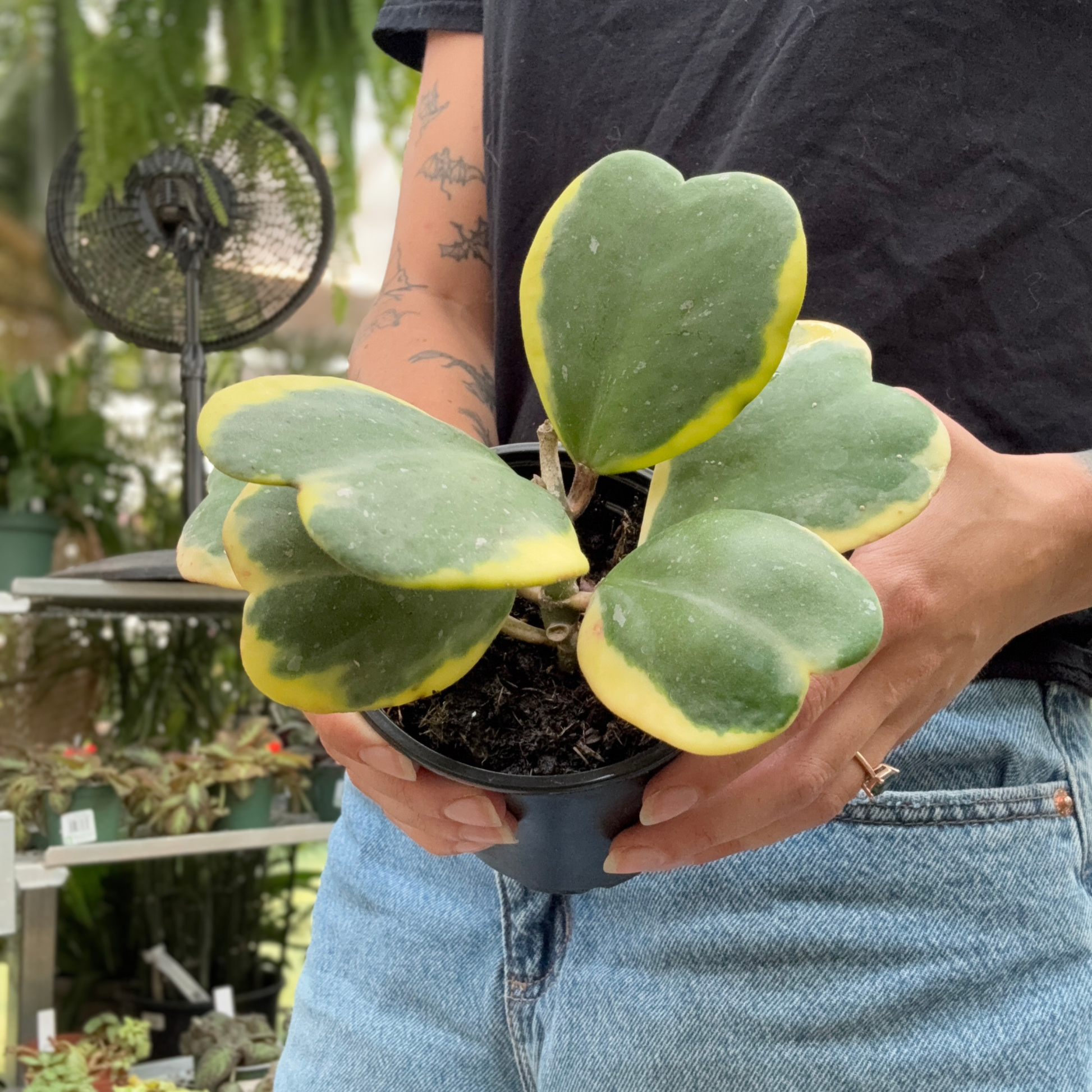 a person holding a potted Hoya Kerrii albo plant with green and yellow leaves in a greenhouse setting