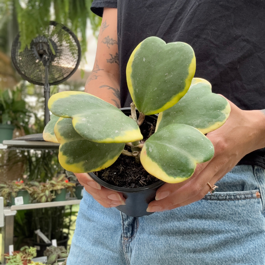 a person holding a potted Hoya Kerrii albo plant with green and yellow leaves in a greenhouse setting