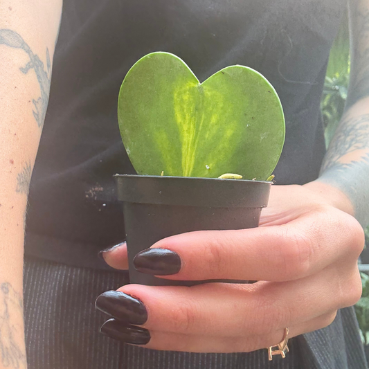 a person holding a small potted Hoya heart flame plant