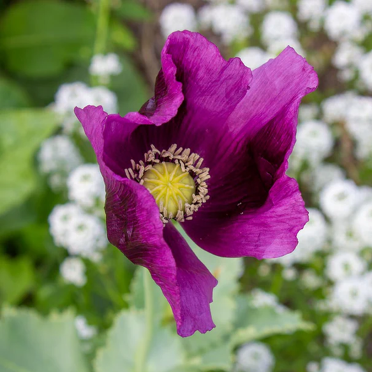 a bright purple Hungarian blue poppy flower with a yellow centre