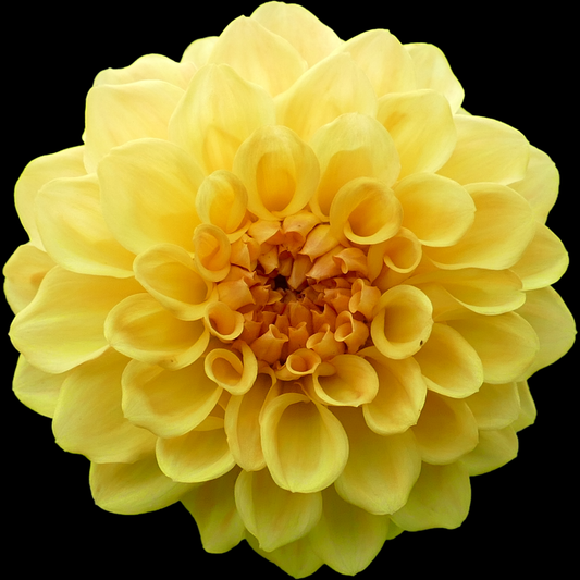a singular pale yellow hypnotic yellow dahlia with a darker centre with a black background