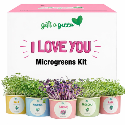 an image of the I love you microgreen gift box set with a row of colourful pots sitting infront of it with microgreens growing out of them on a white background 