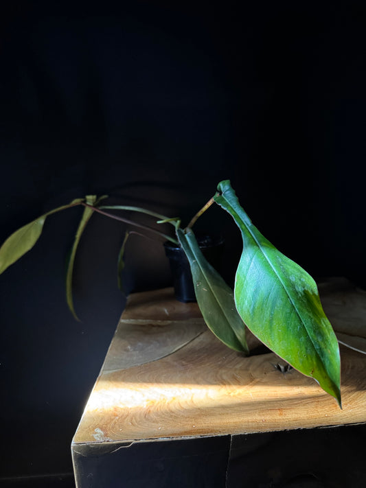 Philodendron Joepii