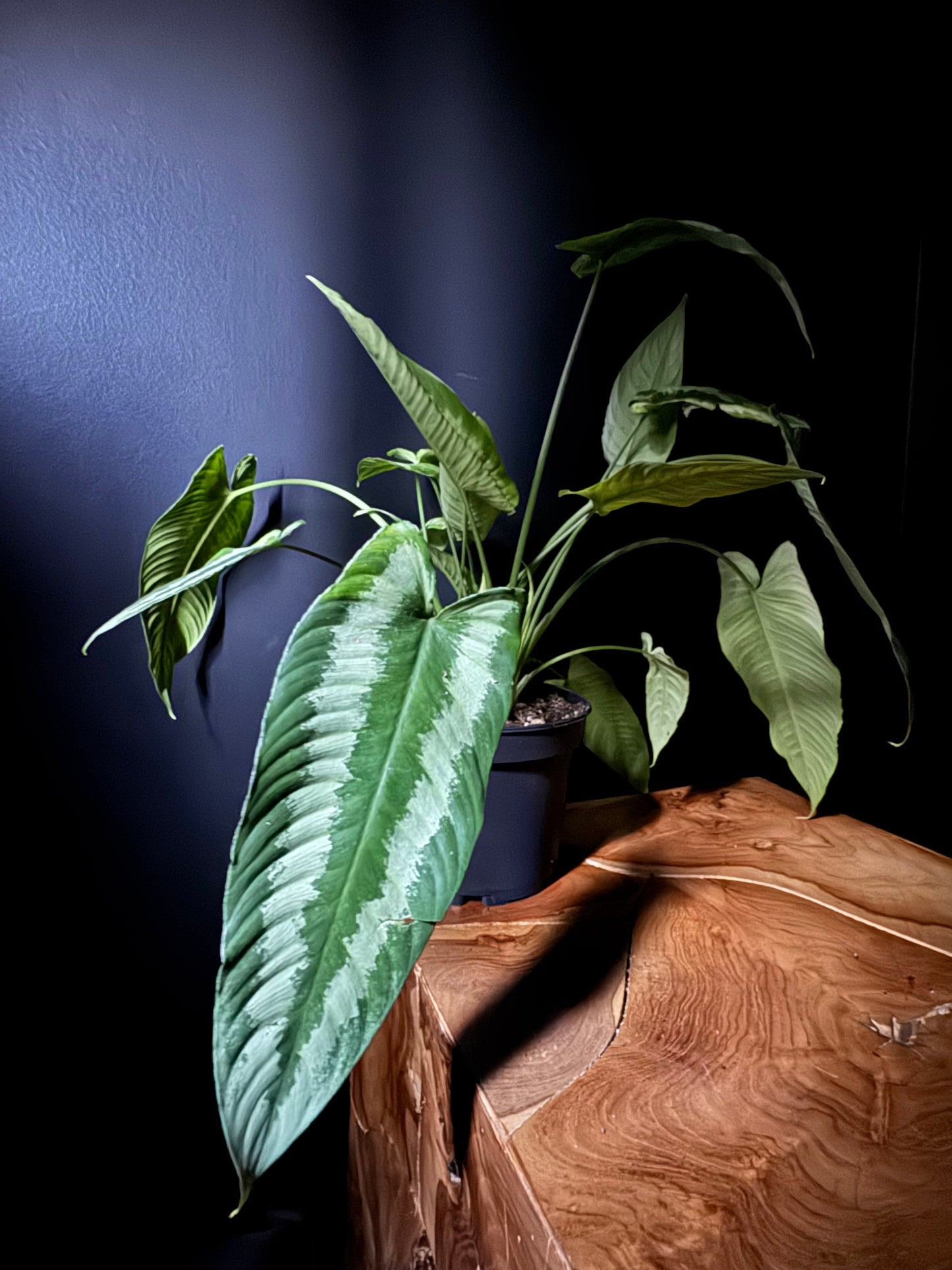 Schismatoglottis (Schismatoglottis spp.)