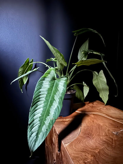 Schismatoglottis (Schismatoglottis spp.)