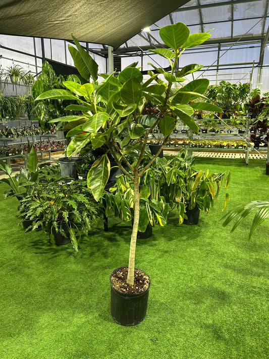 Ficus Altissima