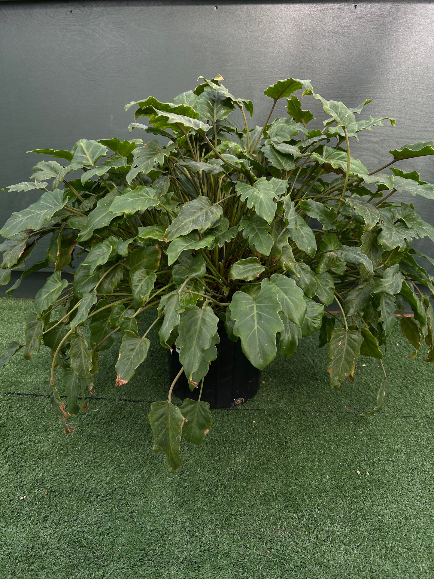 Philodendron Xanadu
