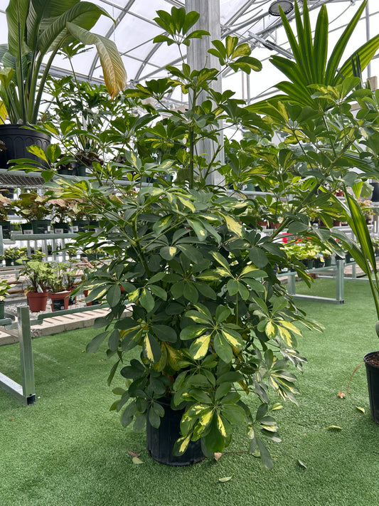 Schefflera 'Capella Bush' (Schefflera arboricola 'Capella'