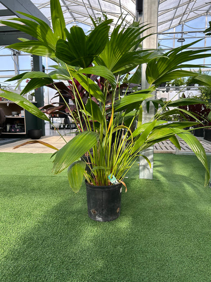 Palmier éventail - Livistona
