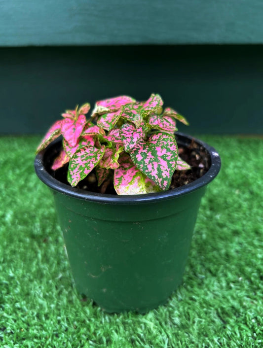 Polka Dot Plant
