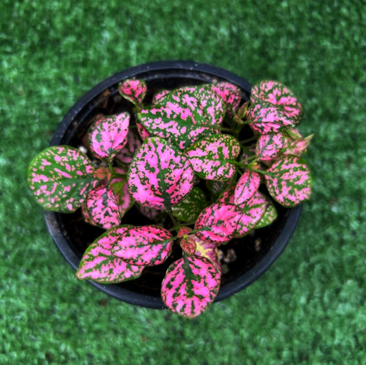 Polka Dot Plant