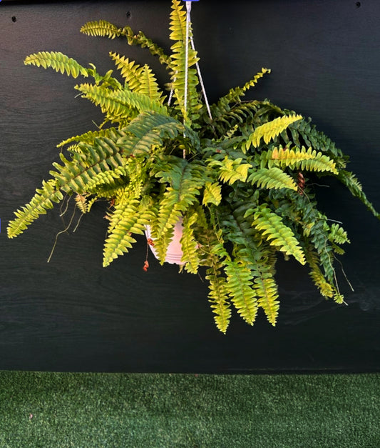 Boston Fern - Blue Bell