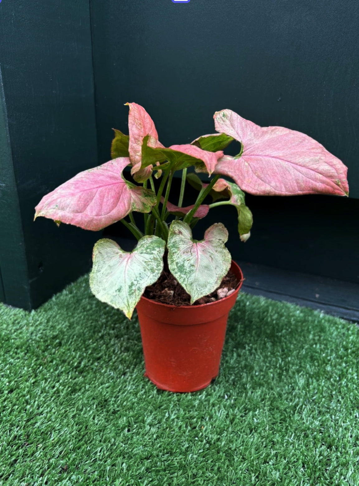 Syngonium Neon