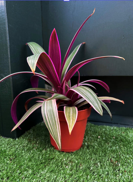 Tradescantia spathacea (Moses-in-the-Cradle)