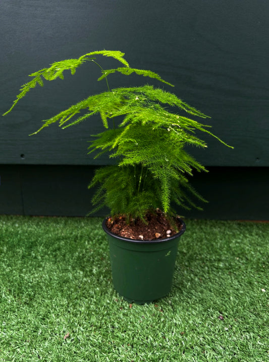 Plumosa Fern (Asparagus setaceus)