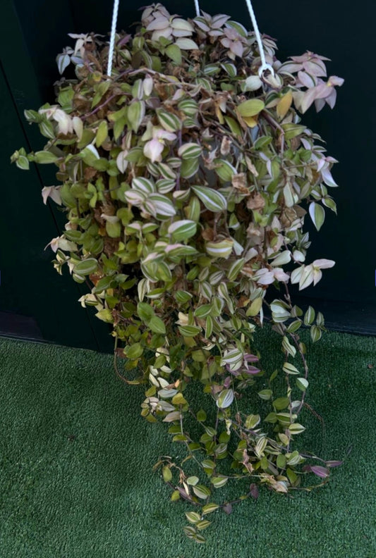 Tradescantia - Crème Inch