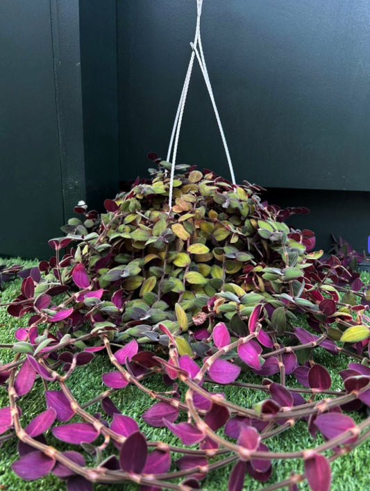 Tradescantia - Baby Bunny Bellies