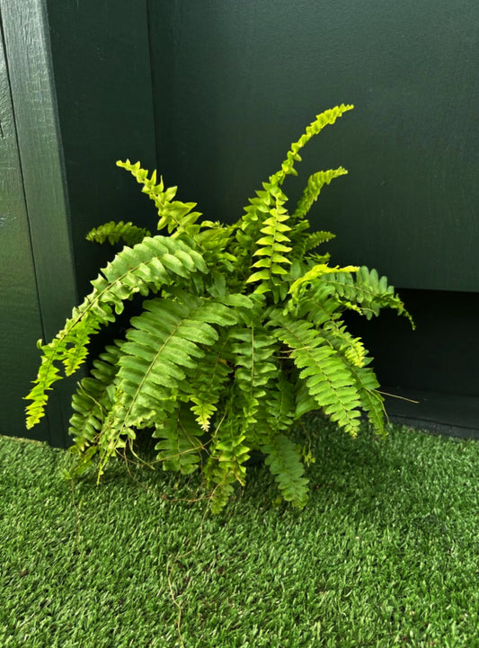 Boston Fern (Nephrolepis exaltata)