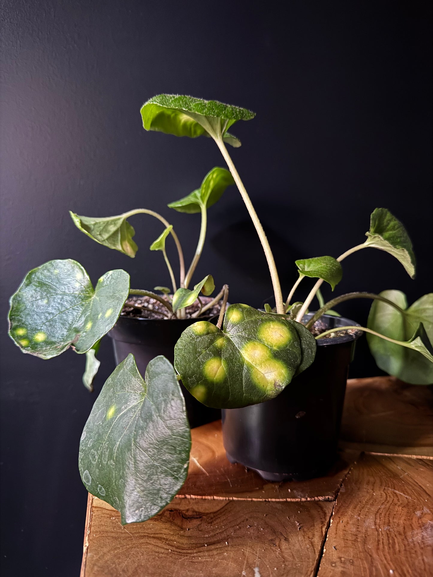 Farfugium Firefly