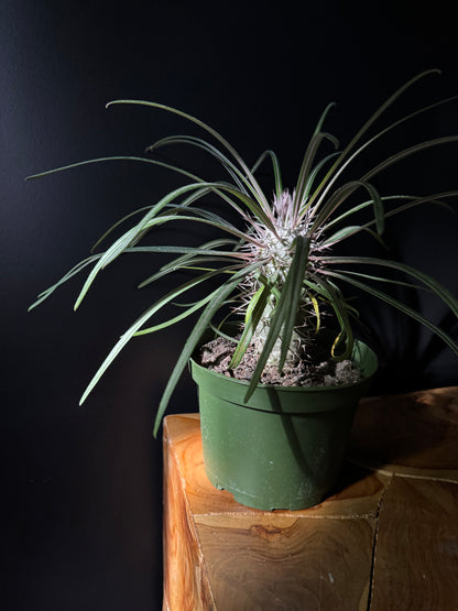 Madagascar Palm-Pachypodium lamerei