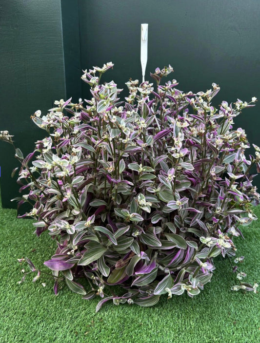 Tradescantia 'Sweetness'
