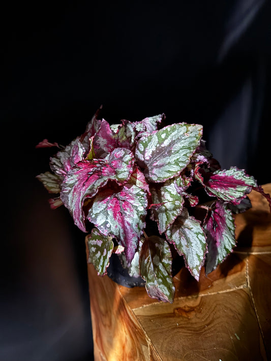 Begonia Rex Assortment