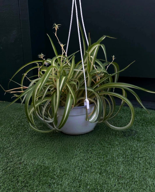 Spider Plant-Curly Sue