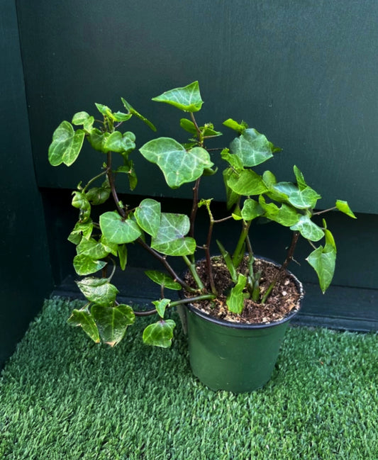 Wax Ivy-Green (Senecio macroglossus 'Wax Ivy')