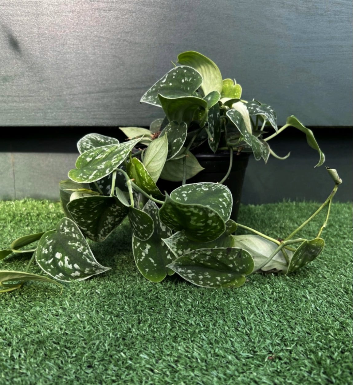 Pothos ‘Silvery Ann’