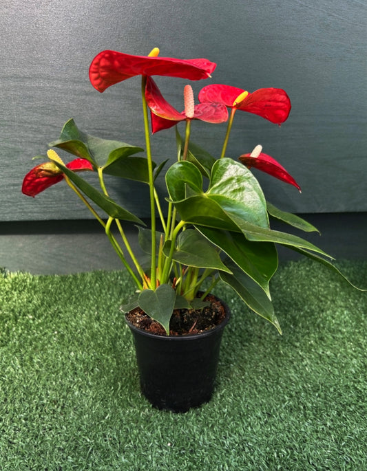 Anthurium