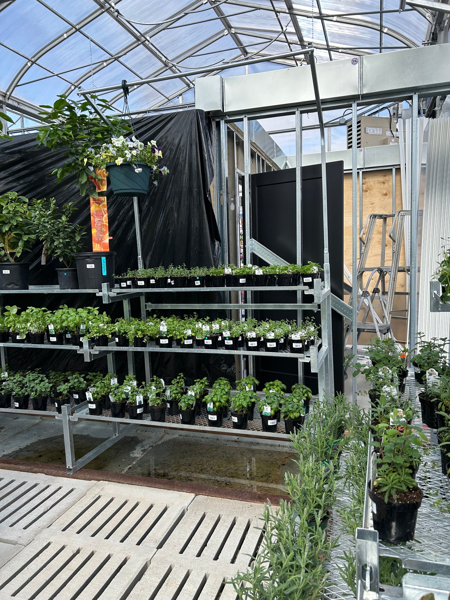 Mixed Culinary Herbs - 4"