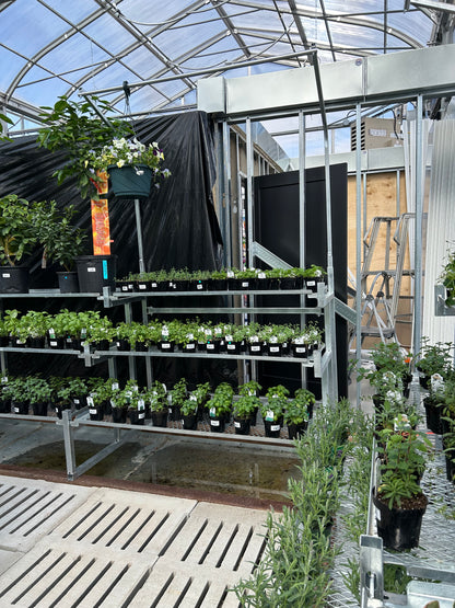 Mixed Culinary Herbs - 4"