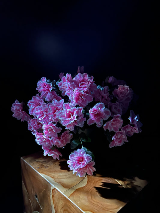 Azalea